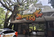 Seleksi Pengelola Kebun Binatang Bandung Diperketat, Pemkot Bandung Bidik Mitra Kredibel untuk 20 Tahun